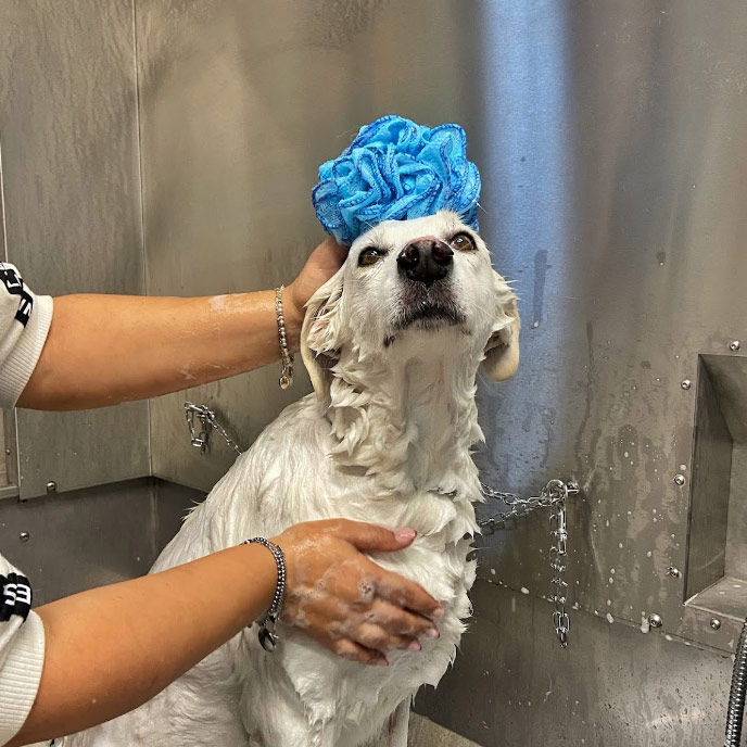 teolettatura sestu bauhousewellness