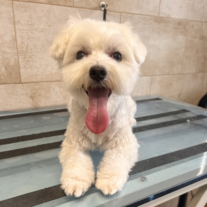 toelettatura cagliari