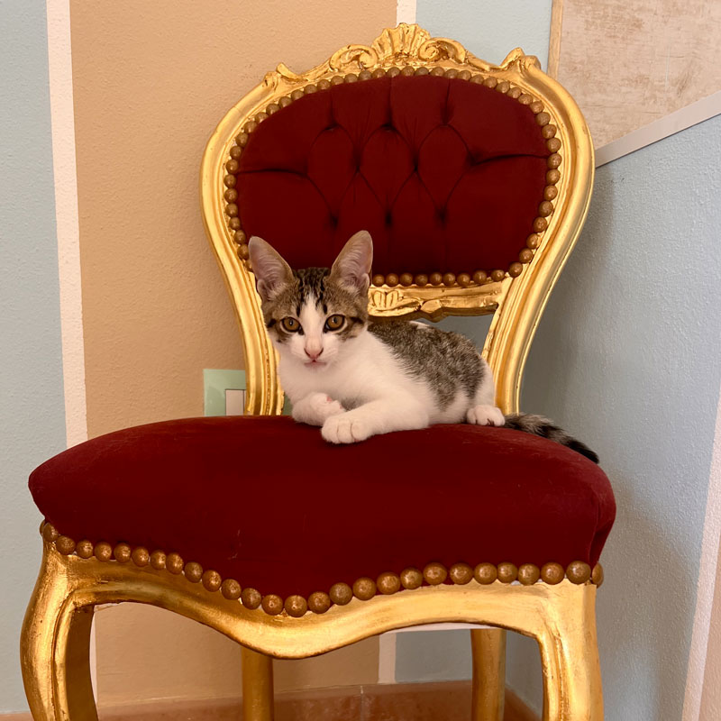 toelettatura monserrato