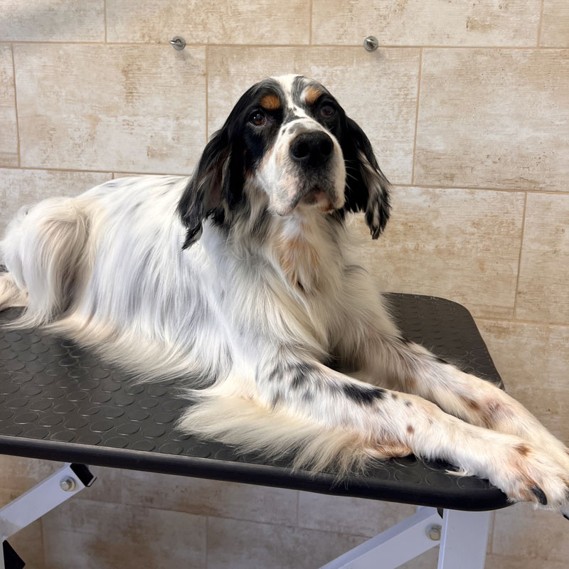 toelettatura quartu sant'elena